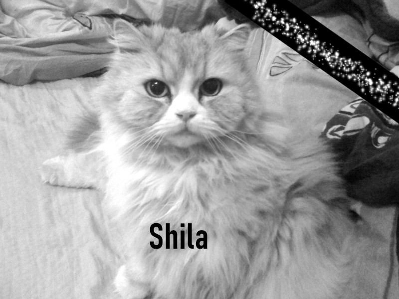 shila